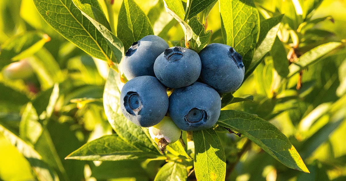 Blaubeer-Ernte in Maine